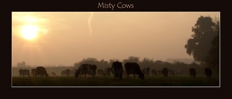 Misty Cows