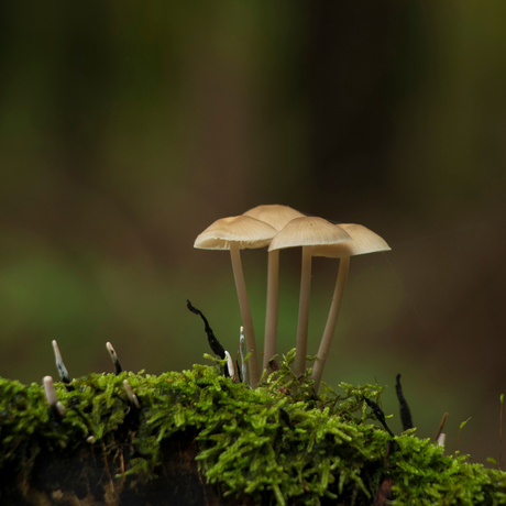 Paddenstoelen Emmerdennen