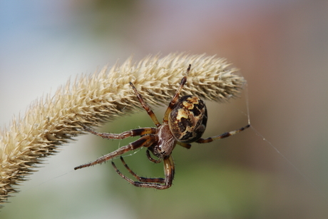 spinnetje