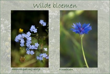 Wilde Bloemen 26