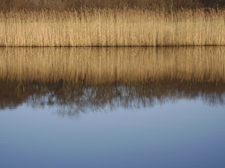 Riet weerspiegeld