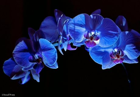 Orchidee met special lights