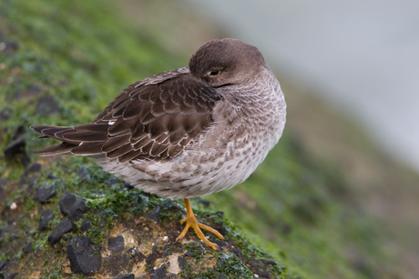 Paarse Strandloper