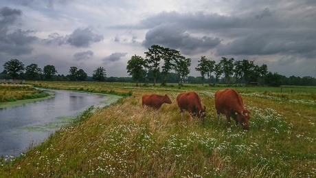 Vrij in de natuur.