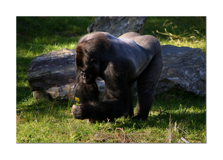 Lieve Gorilla 2