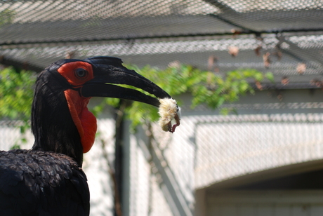 Vogel in Artis