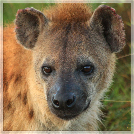 Hyena