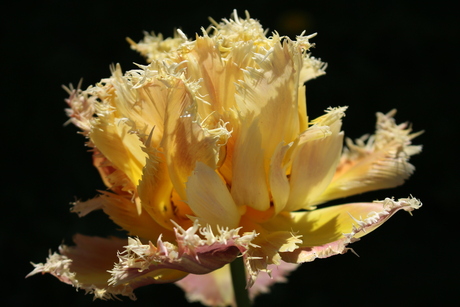 Parrot tulp