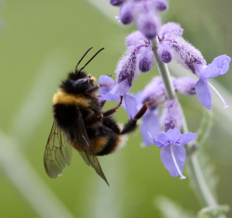 Hommel in aktie