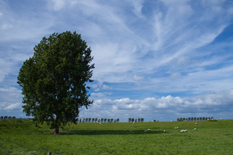 Polder