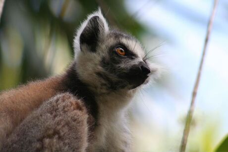 Lemur