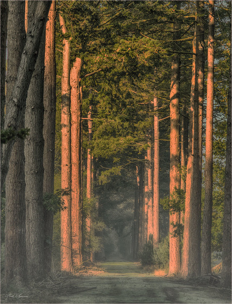 Dennenlaan in het Stropersbos.....