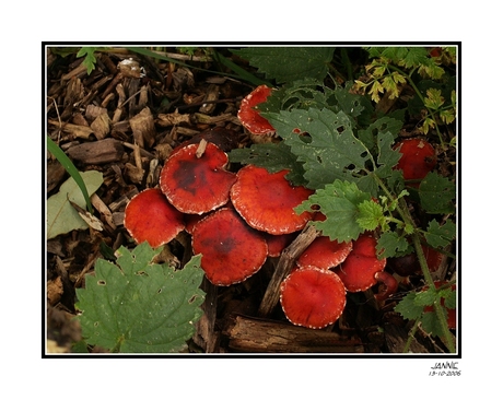 Gezelligheid in het bos .............