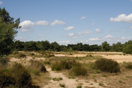 Kalmthoutse heide