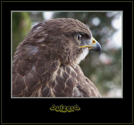 Buizerd