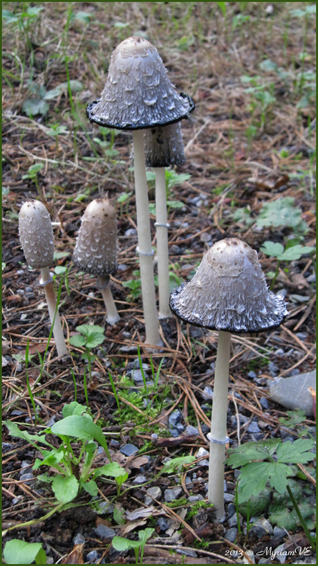 Paddestoelen