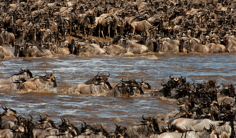 De Crossing van Kenia naar Tanzania _ Mara River - Tanzania.