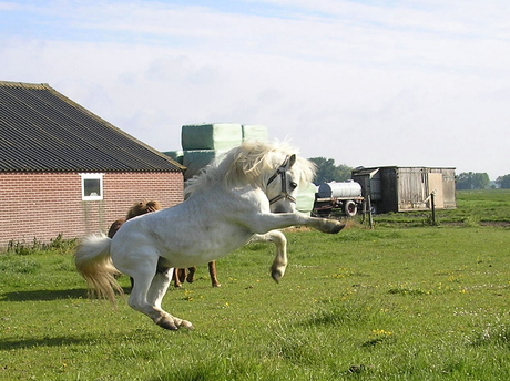 steigerende pony