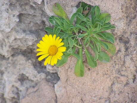 Bloem in ruinemuur