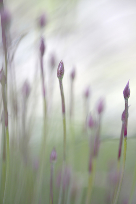 Fields of purple