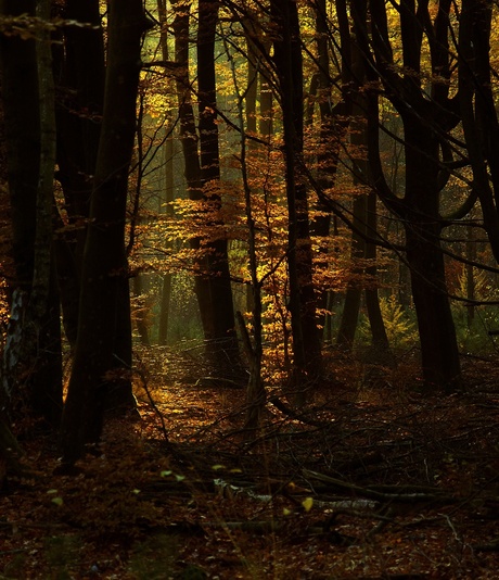 Herfst