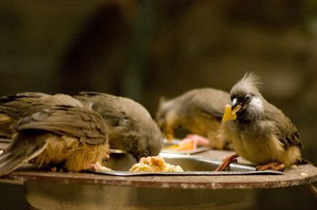 vogeltjes in blijdorp