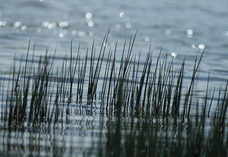 Waterreflectie