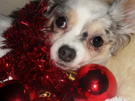 Close-up van mijn jongste half-langharige Chihuahua Lisa in kerst-stijl.