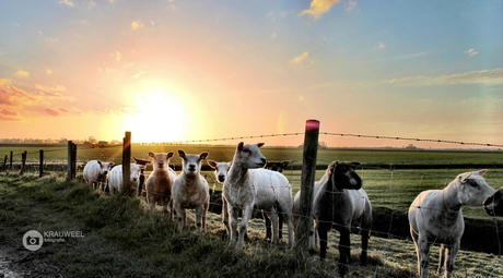 Schaapjes bij zonsondergang