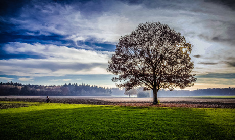 Boom en fietser in herfstlandschap