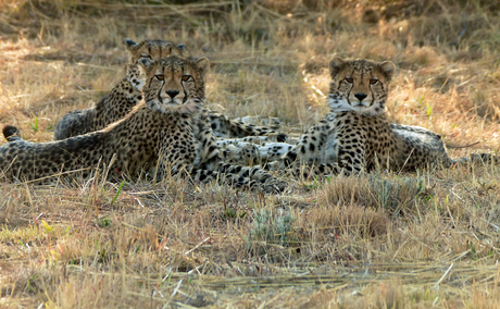 Cheetah drieling
