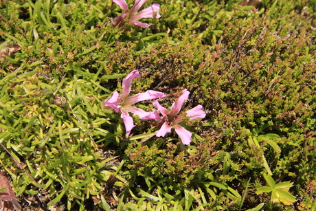 alpen bloemen