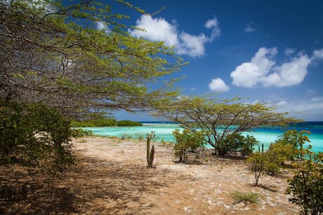 Mangel Halto Aruba