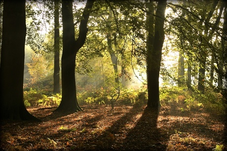 Prachtige herfstmorgen....