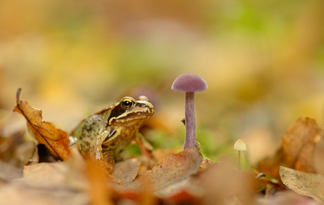 Herfstkikker