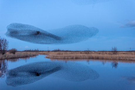 Spreeuwen wolk...