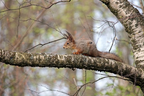 Squirrel #3