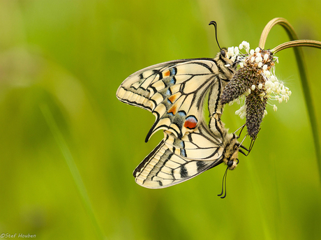 Koninginnepage copula