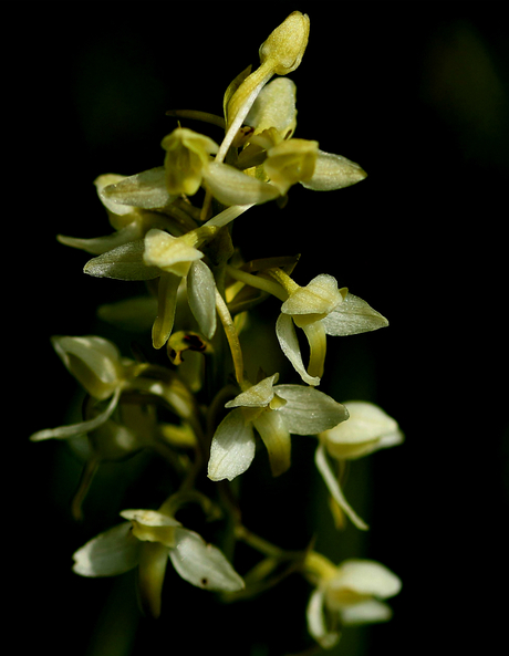 gele orchis