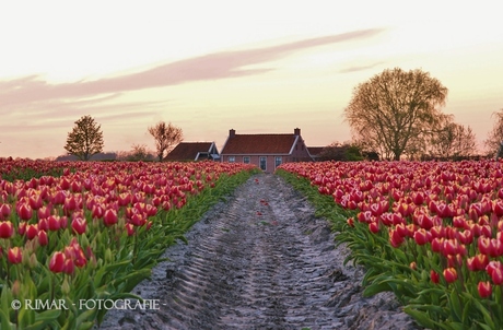 Weg door de tulpen.