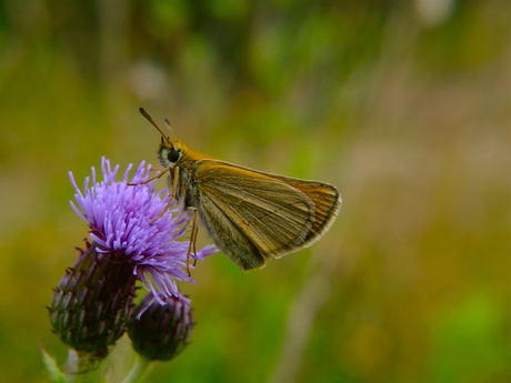 Dikkop op distel