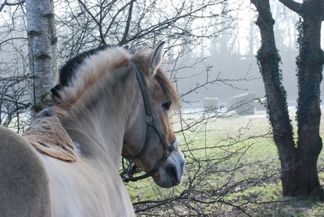 Fjord in de mist