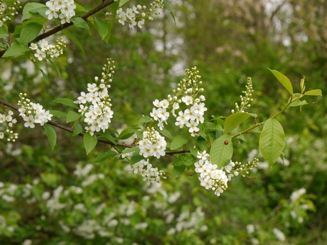 Bloesem met lieveheersbeestje.