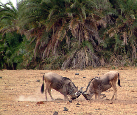 Wildebeest