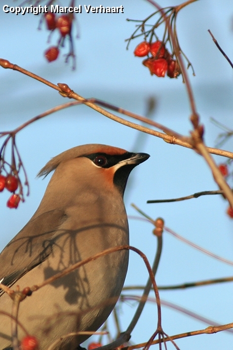 Pestvogelportret