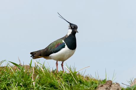 Nothern Lapwing (Kievit)