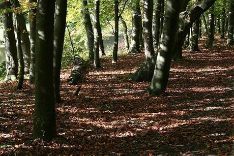 Herfst in het bos