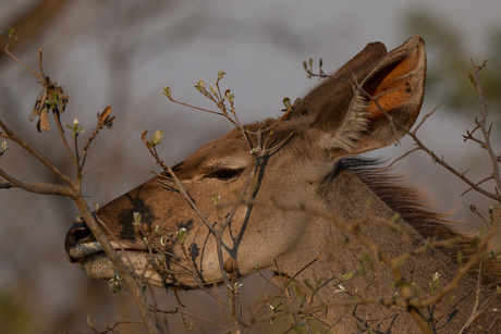 Een Kudu in Kruger NP, een prachtig elegant beest met zijn grote oren!