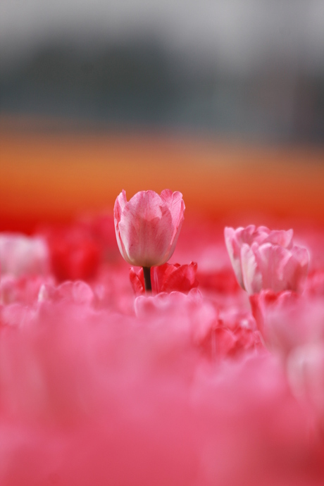 tulp in de zon