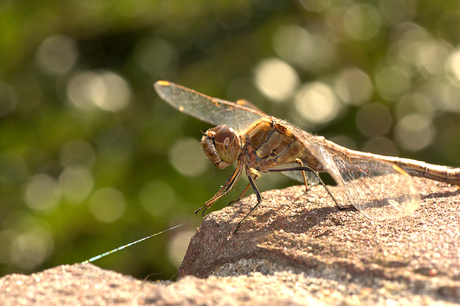 Libelle